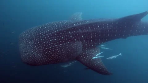 Whale shark with a science tag in his fin Stock Footage 345772357