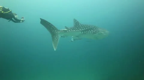 Whale shark with scuba diver Stock Footage