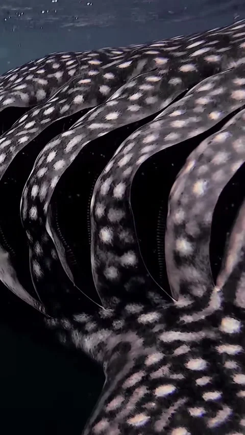Whale shark in the sea 스톡 동영상 332553414