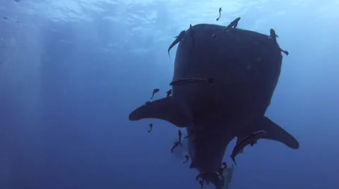 Whale shark shot from below 動画素材 33102495