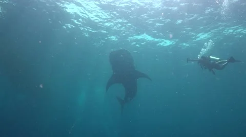 Whale shark silhouette Stock Footage 68850180