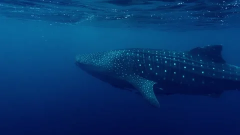 Whale Shark Silhouetted Against Deep Blue Waters of Sogod Bay Stock Footage 335264448