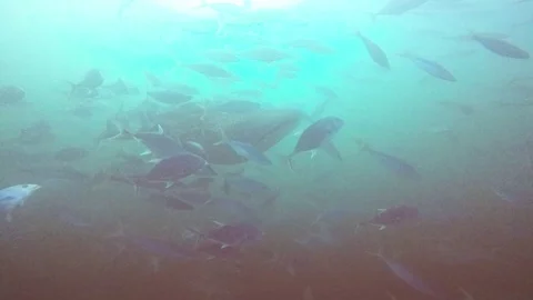 Whale Shark slow motion Stock Footage 125649868