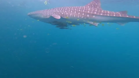 Whale Shark Spotted Belly Close Up with Yellow Fish in Slow Motion, Indonesia Stock Footage 343407354