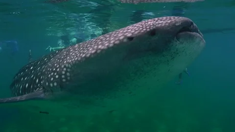 Whale shark squeezes past some snorkelers to start feeding on some krill at the Stock Footage 78985388