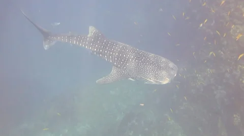 Whale Shark in sunbeams Stock Footage 58119745