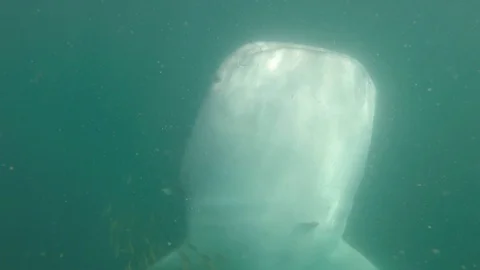 Whale Shark Surface Feeding Stock Footage 87488766