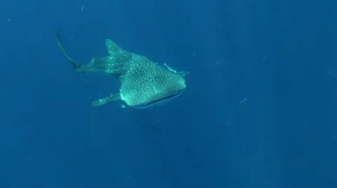 Whale shark on the surface Stock Footage 41057296