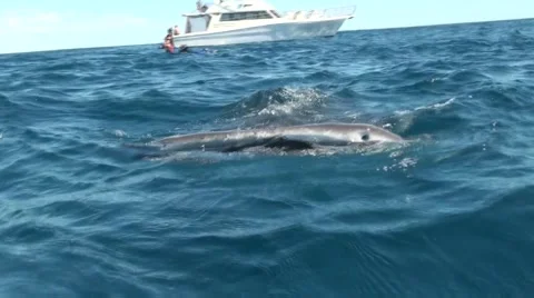 Whale shark at the surface Stock Footage 45731534
