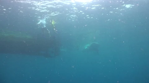 Whale shark on the surface Stock Footage 66793462