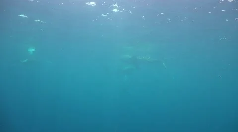 Whale shark on the surface Stock Footage 66794679