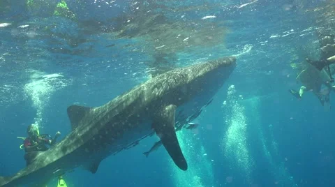 Whale shark on the surface Stock Footage 68215977