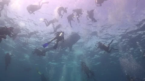 Whale shark on the surface Stock Footage 68291206