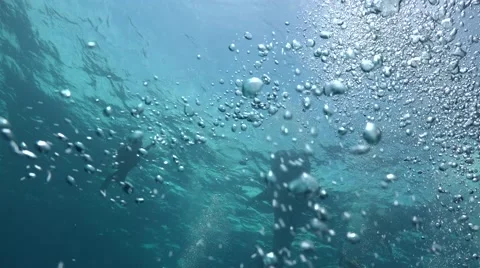 Whale shark on the surface Stock Footage 68850631
