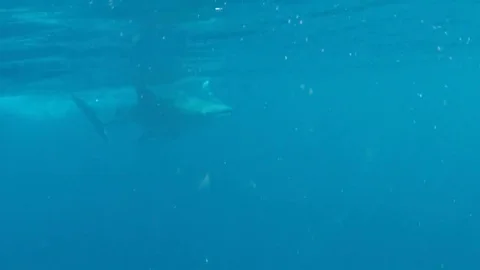 Whale shark at surface. Video stock 69148511