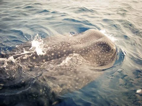Whale shark at the surface Stock Photos