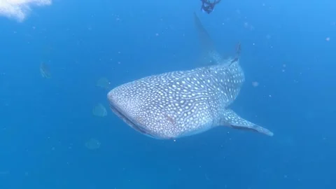 Whale shark swimming in deep blue ocean underwater Stock Footage 327551053