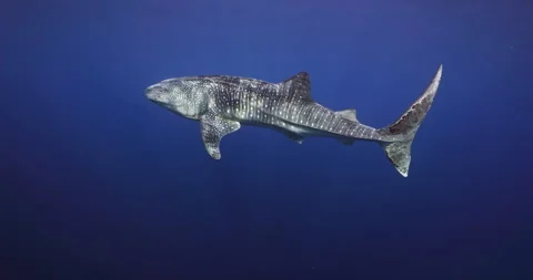 Whale Shark Swimming with Diver in Deep Blue Ocean Stock Footage 341754412