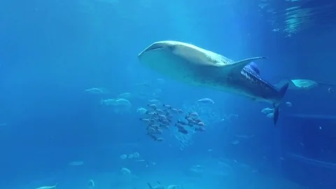 Whale shark swimming Stock Footage 73332670