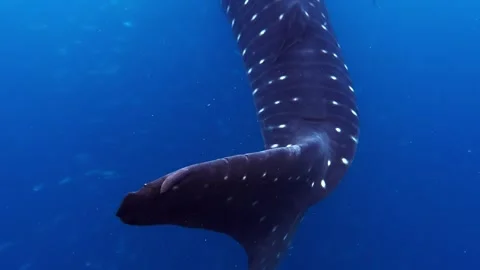 Whale Shark Swimming Underwater in Deep Blue Ocean Video stock 344520004