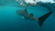 Whale Shark Swimming Underwater Stock Footage