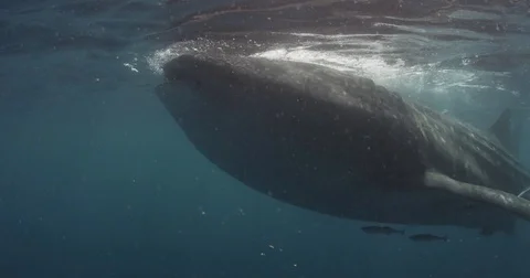 Whale shark swims by close to camera at the surface Stock Footage 82084351