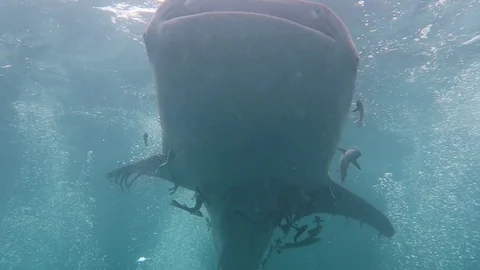 Whale shark swims right over head Stock Footage 80900820