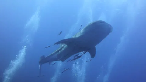 Whale shark swims through bubbles shot from below Stock Footage