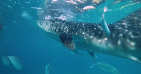 A whale shark swims towards the camera with its mouth wide open Stock Footage 266995407