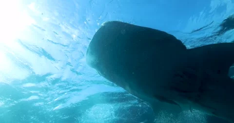 A whale shark swims towards the camera with its mouth wide open Stock Footage 284305131