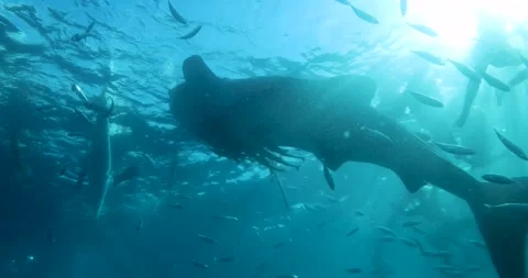 A whale shark swims towards the camera with its mouth open Stock Footage 293669620