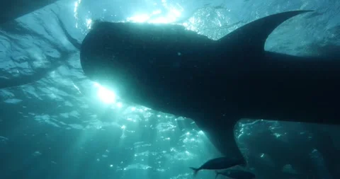 A whale shark swims towards the camera with its mouth wide open Stock Footage 321513018