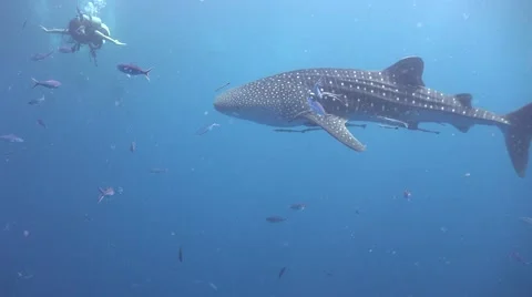 Whale shark tail Stock Footage 68895413