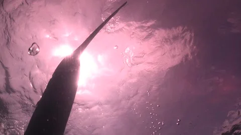 Whale shark tail Stock Footage 68925081