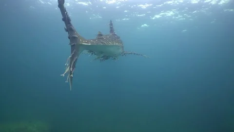 Whale shark tail Stock Footage 77089238