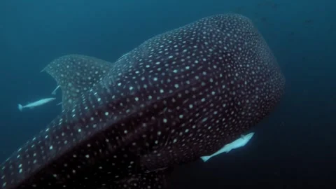 Whale shark from the top with tag in his fin Stock Footage 345772479