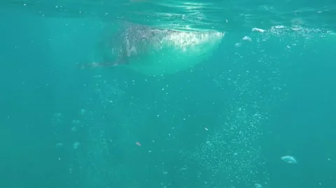 Whale shark underwater Stock Footage 63603905