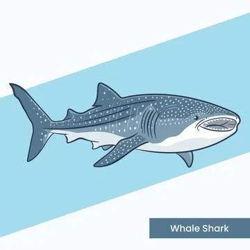 Whale Shark Vector Illustration - Spotted Giant Marine Fish Cartoon - Gentl.. Stock Illustration