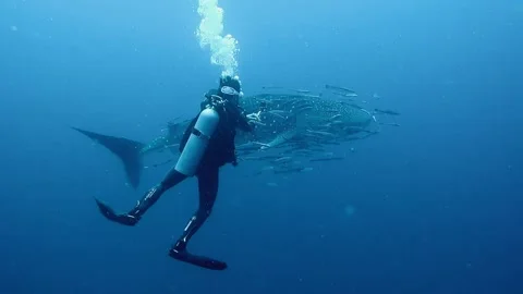 Whale shark yawning Stock Footage 239159492