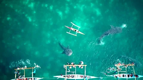 Whale Sharks by Drone Stock Footage 248065937