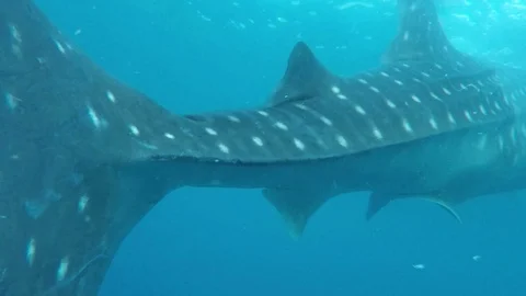 Whale sharks Stock Footage 88074059