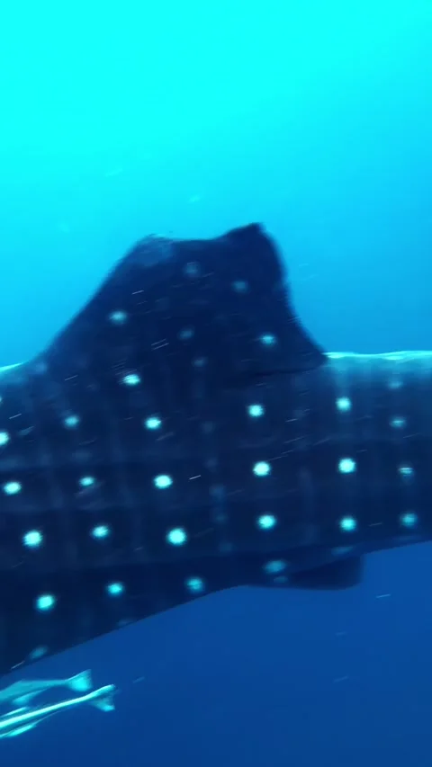 Whale Shark's Patterned Body Gliding Through the Ocean Stock Footage 337056225