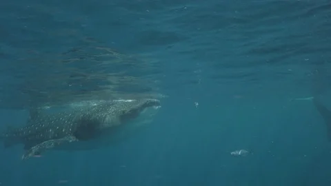 Whale Sharks (Rhincodon typus), Isla Mujeres Stock Footage 74750018