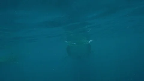 Whale Sharks (Rhincodon typus), Isla Mujeres Stock Footage 74753641