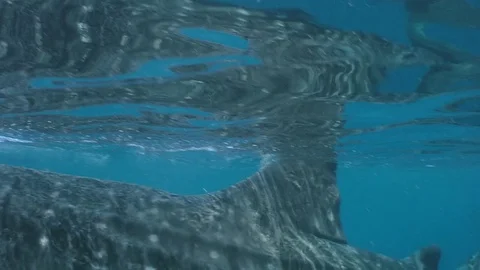 Whale Sharks (Rhincodon typus), Isla Mujeres Stock Footage 74753762