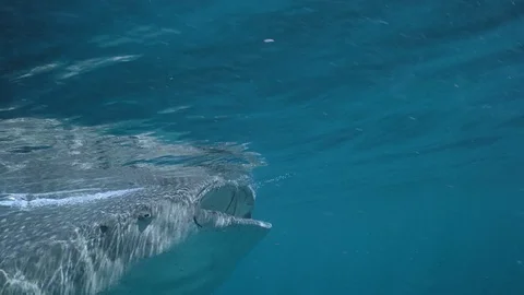 Whale Sharks (Rhincodon typus), Isla Mujeres Stock Footage 74755239