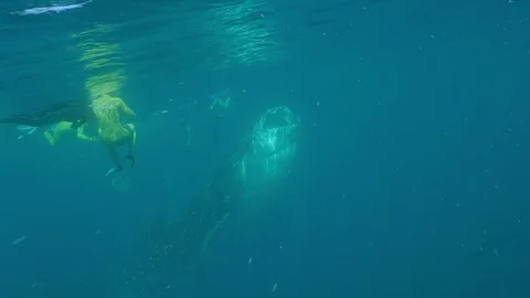 Whale Sharks (Rhincodon typus), Isla Mujeres Stock Footage 74756149