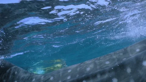Whale Sharks (Rhincodon typus), Isla Mujeres Stock Footage 74756173