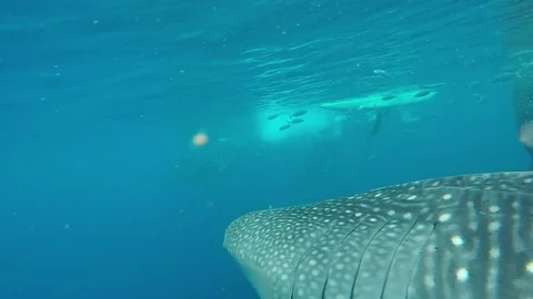 Whale sharks slowly drifting by, surrounded by fish Stock Footage 81266931