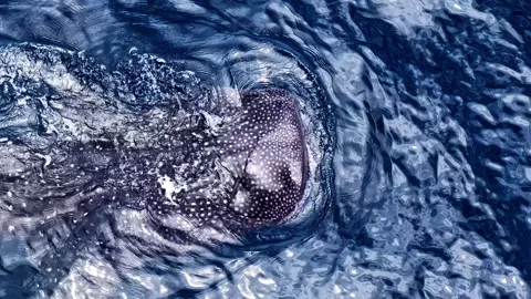 Whale Shark's Spotted Back Breaks the Ocean Surface in the Philippines Stock Footage 333722003
